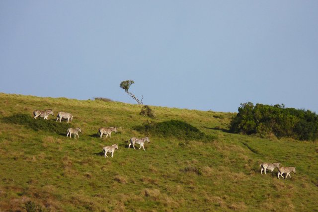 running zebra